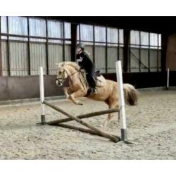 Talentvolle 8jr grote D pony ruin