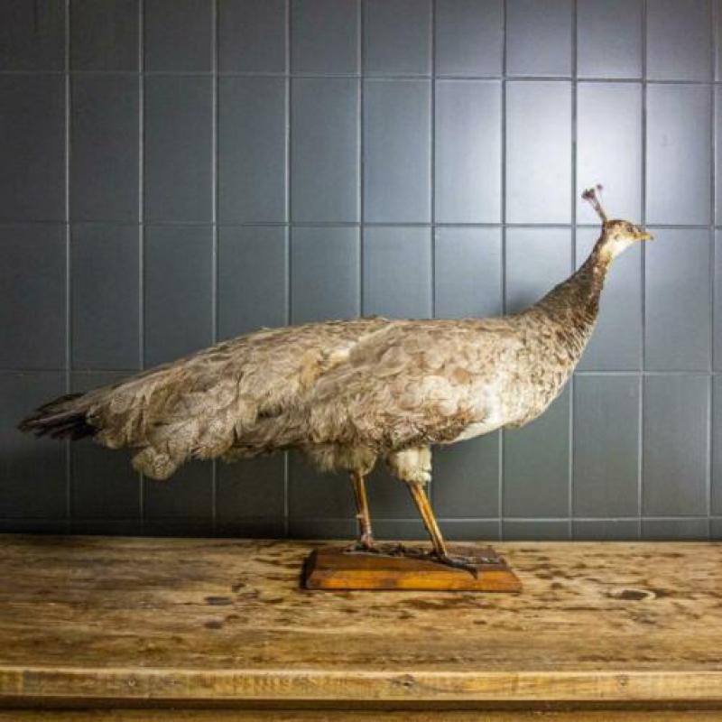 Antieke Vintage Opgezette Pauw Taxidermie Curiosa Decoratie