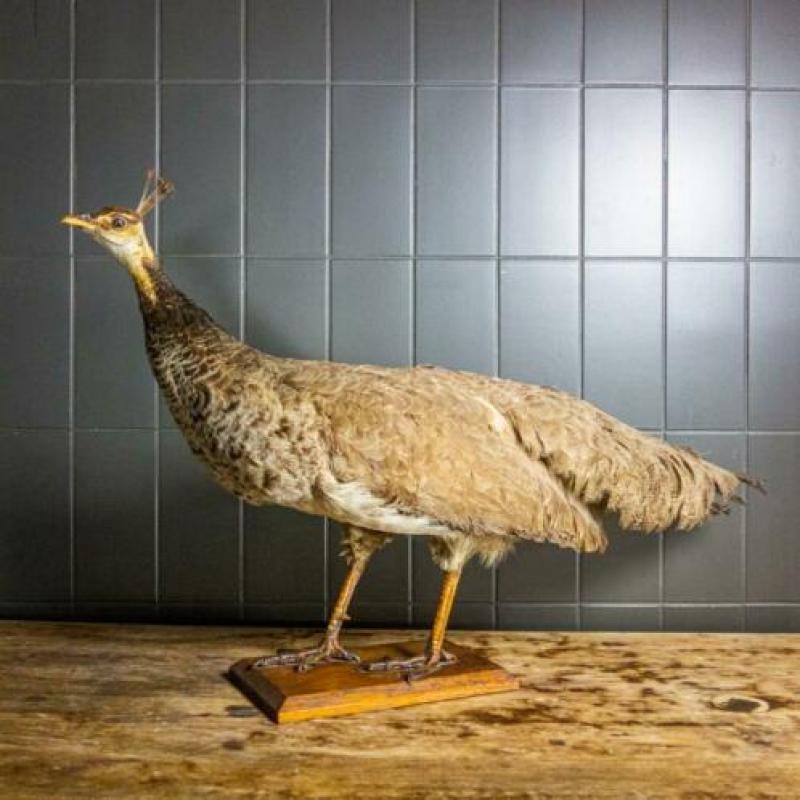 Antieke Vintage Opgezette Pauw Taxidermie Curiosa Decoratie