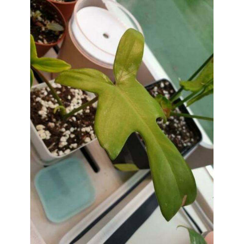 philodendron florida ghost small