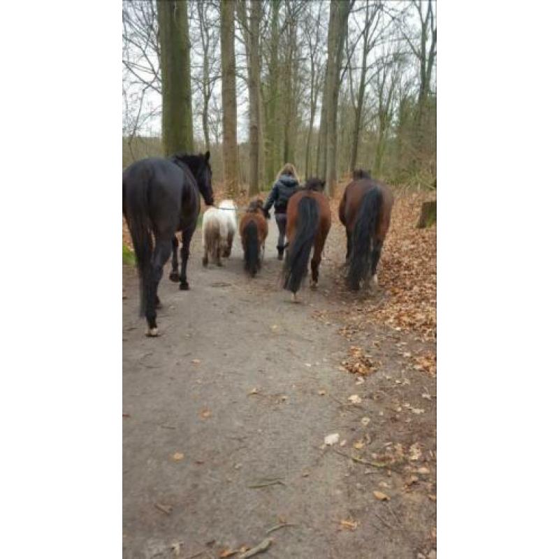 Met lichte spoed! Verzorger gezocht verzorgpony’s aangeboden