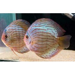 tropische vis, Stendker discus