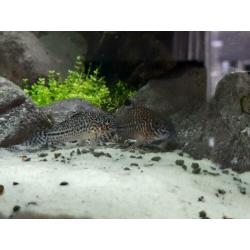 Kweekgroep corydoras trilineatus te koop