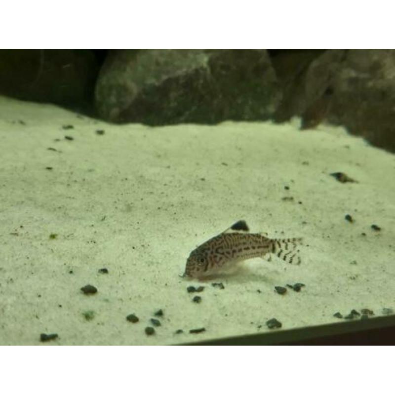 Kweekgroep corydoras trilineatus te koop