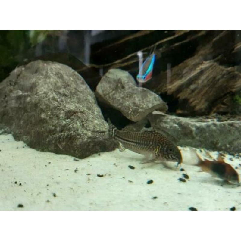 Kweekgroep corydoras trilineatus te koop