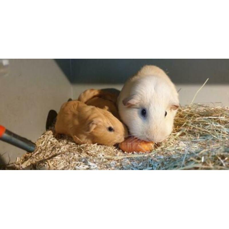 2 jonge cavia's eenkleur gladhaar