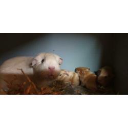 2 jonge cavia's eenkleur gladhaar