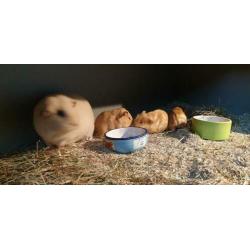 2 jonge cavia's eenkleur gladhaar