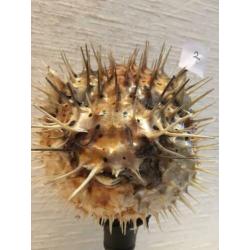 6 x kogelvis blowfish ballonvis edelvis op voet