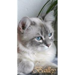 Blue lynx ragdoll dekkater