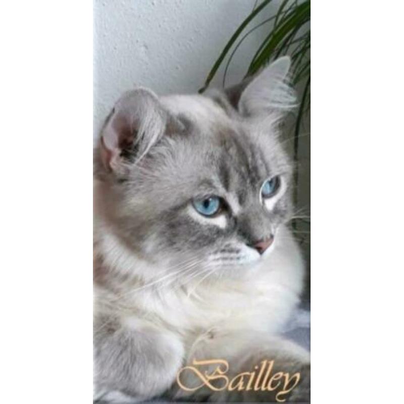 Blue lynx ragdoll dekkater