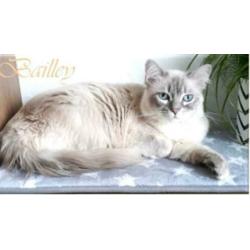 Blue lynx ragdoll dekkater