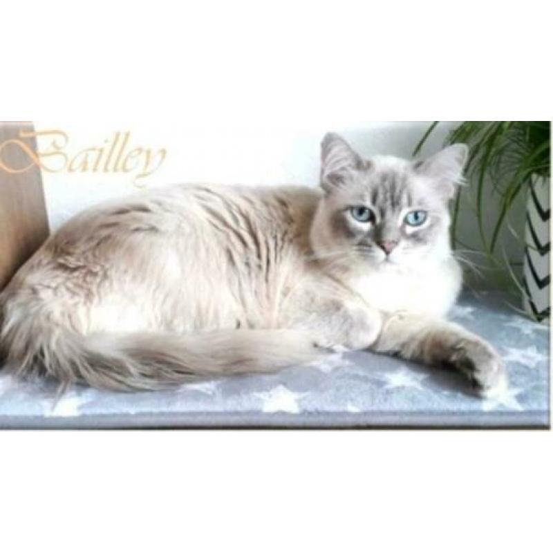 Blue lynx ragdoll dekkater