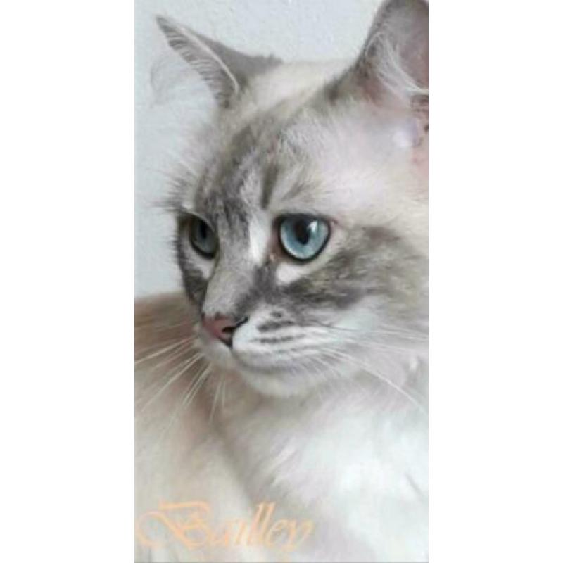 Blue lynx ragdoll dekkater