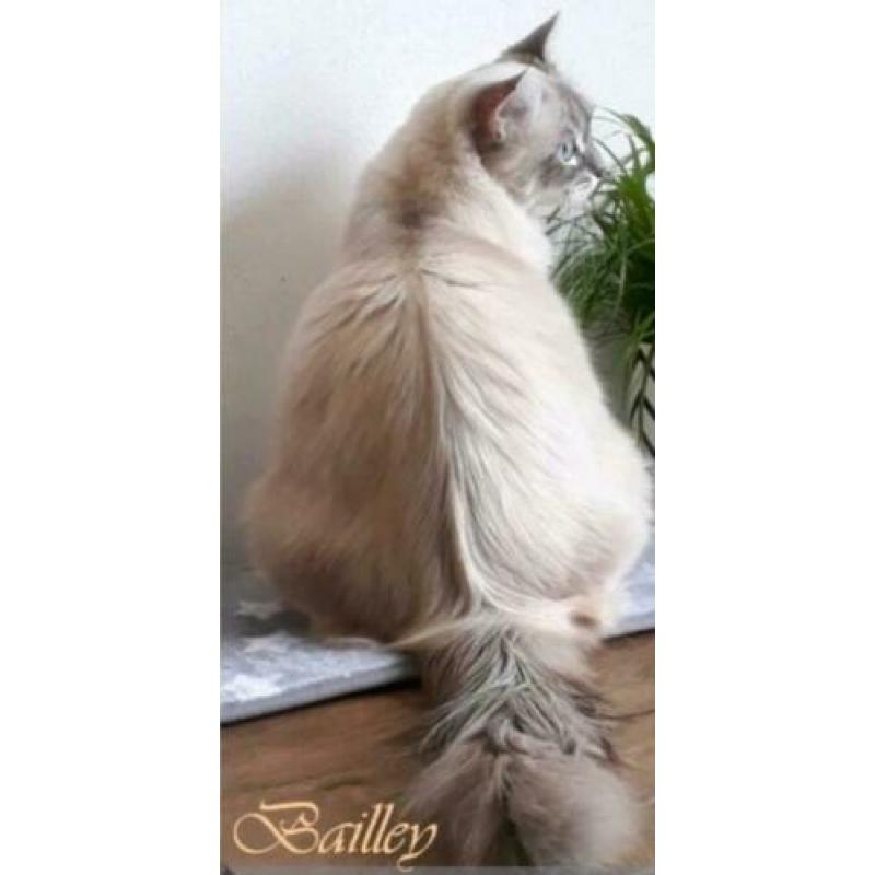 Blue lynx ragdoll dekkater