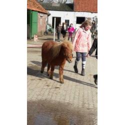 Vriendelijke Shetlander ruin ??