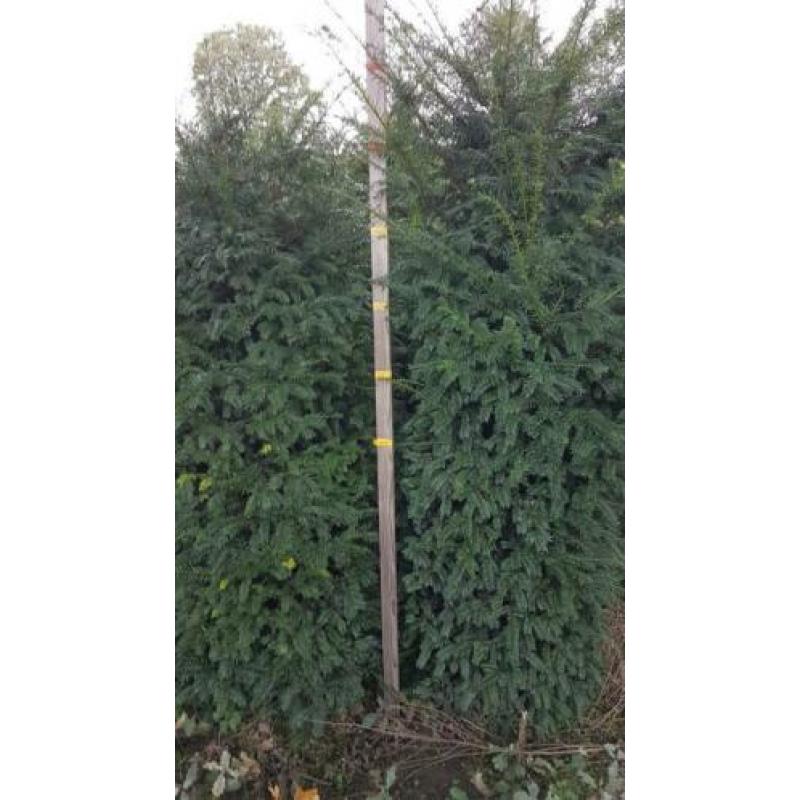 Aanbieding Taxus Baccatta voor dichte hoge haag nu planten