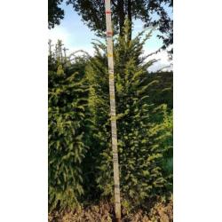 Aanbieding Taxus Baccatta voor dichte hoge haag nu planten