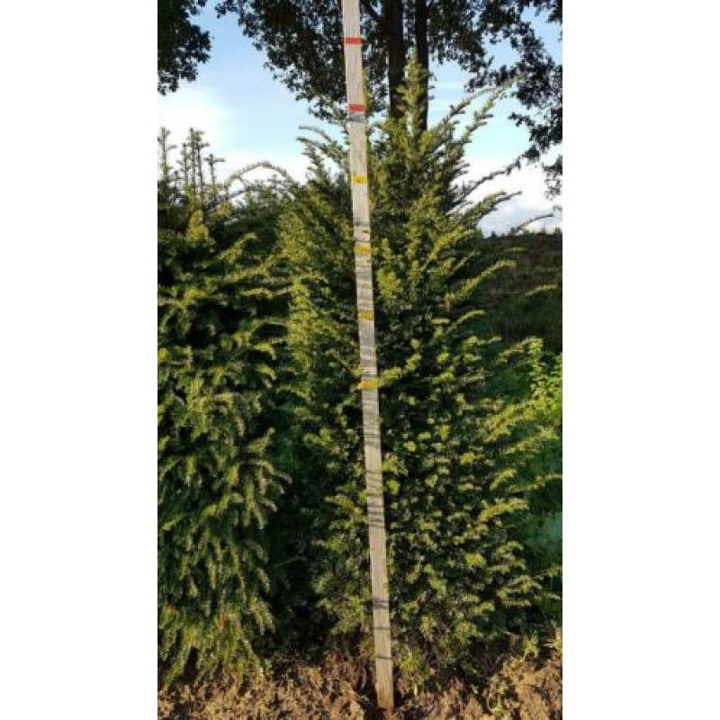 Aanbieding Taxus Baccatta voor dichte hoge haag nu planten