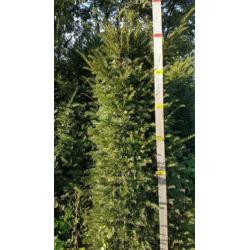 Aanbieding Taxus Baccatta voor dichte hoge haag nu planten