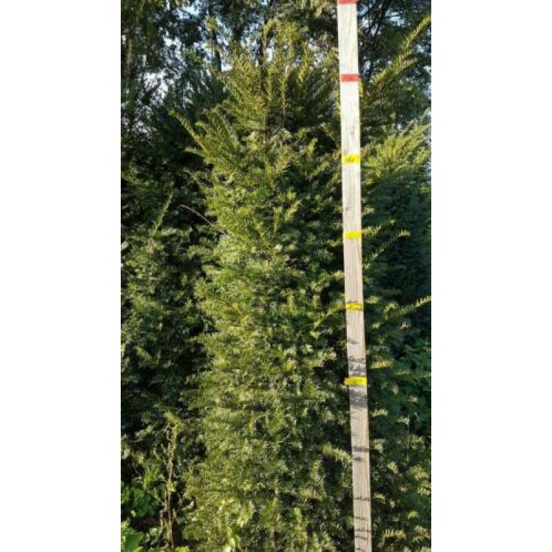 Aanbieding Taxus Baccatta voor dichte hoge haag nu planten