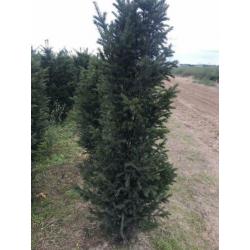 Aanbieding Taxus Baccatta voor dichte hoge haag nu planten