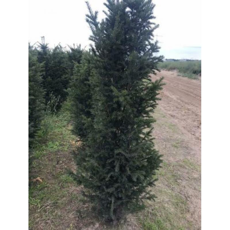 Aanbieding Taxus Baccatta voor dichte hoge haag nu planten