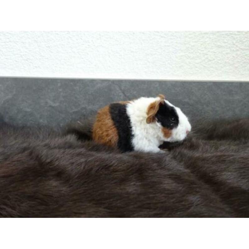 Jonge US Teddy cavia's (lilac-goud-wit en zwart-rood-wit)