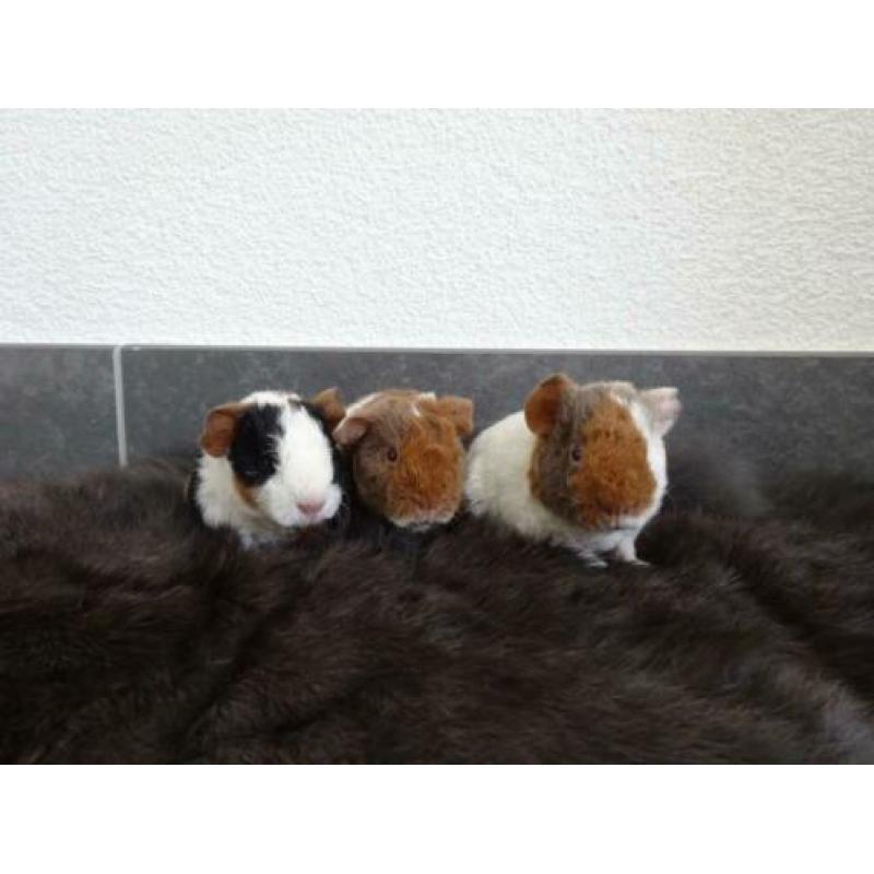 Jonge US Teddy cavia's (lilac-goud-wit en zwart-rood-wit)