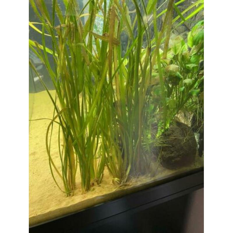 Aquarium planten ook op steen