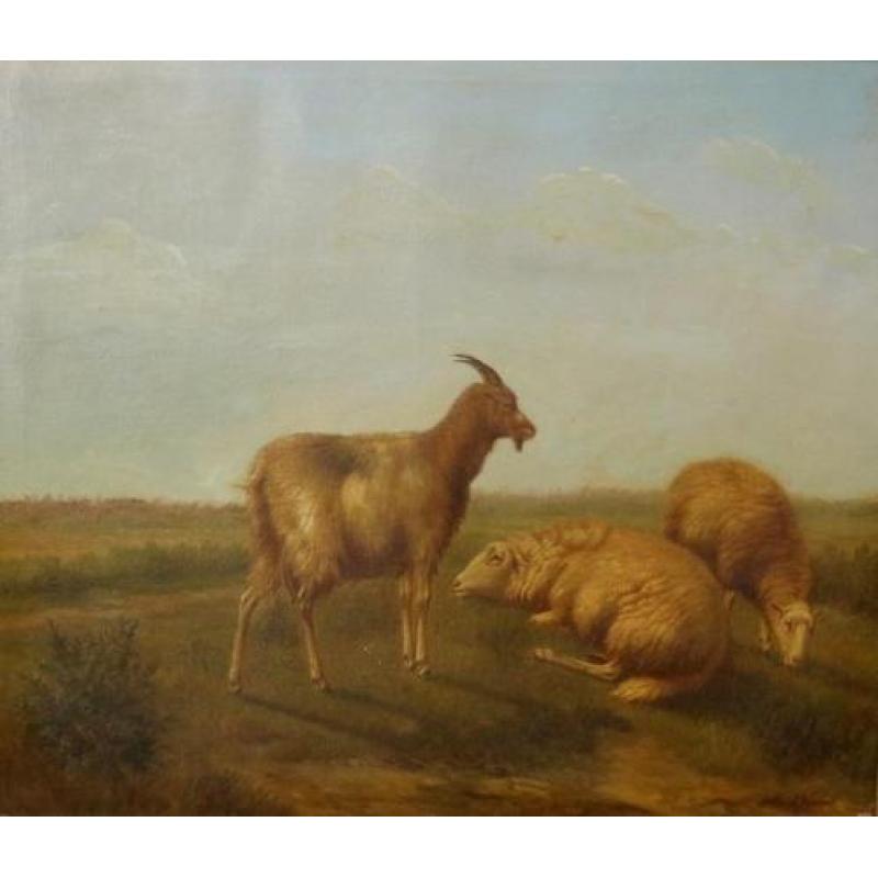 Arthur De Waerhert, schapen in de wei