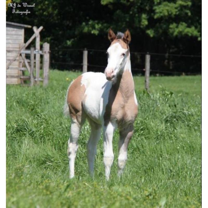 Leuke Paint horse veulens van 2018 te koop