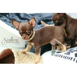 Heel mooie Chihuahua Pup - Chocolate Tan Korthaar