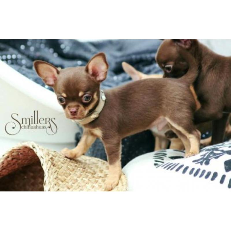 Heel mooie Chihuahua Pup - Chocolate Tan Korthaar