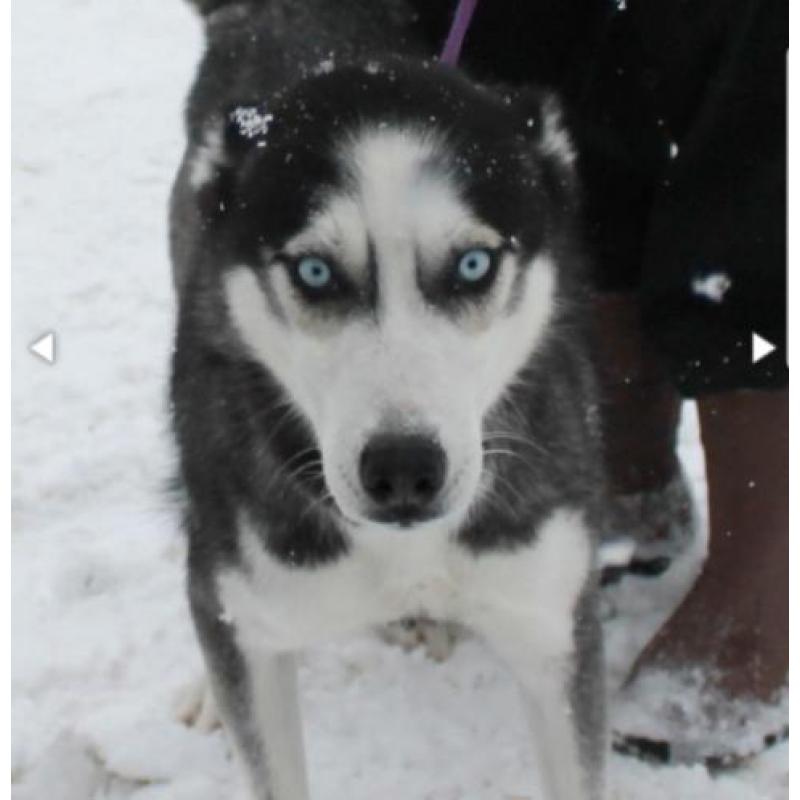 Prachtige huskyteef zoekt sportief gezin