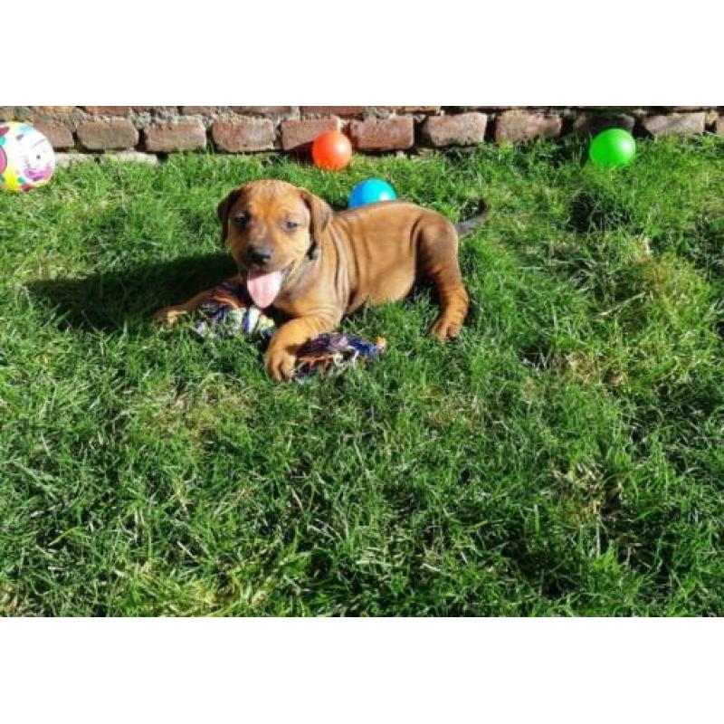 Rhodesian Ridgeback pups