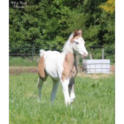 Leuke Paint horse veulens van 2018 te koop