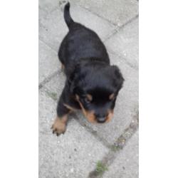 Rottweiler Pup Reu aangeboden. Ontwormt, ingeënt en gechipt