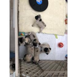 Mopshond pups met stamboom