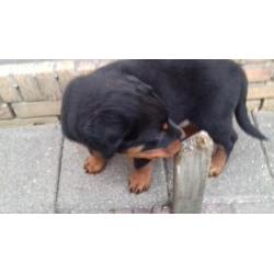 Rottweiler Pup Reu aangeboden. Ontwormt, ingeënt en gechipt