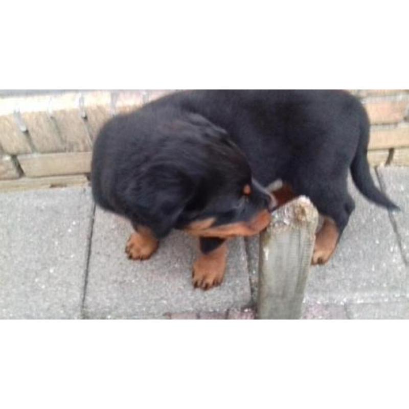 Rottweiler Pup Reu aangeboden. Ontwormt, ingeënt en gechipt