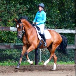 Talentvolle en brave merrie Chippendale x Lancelot