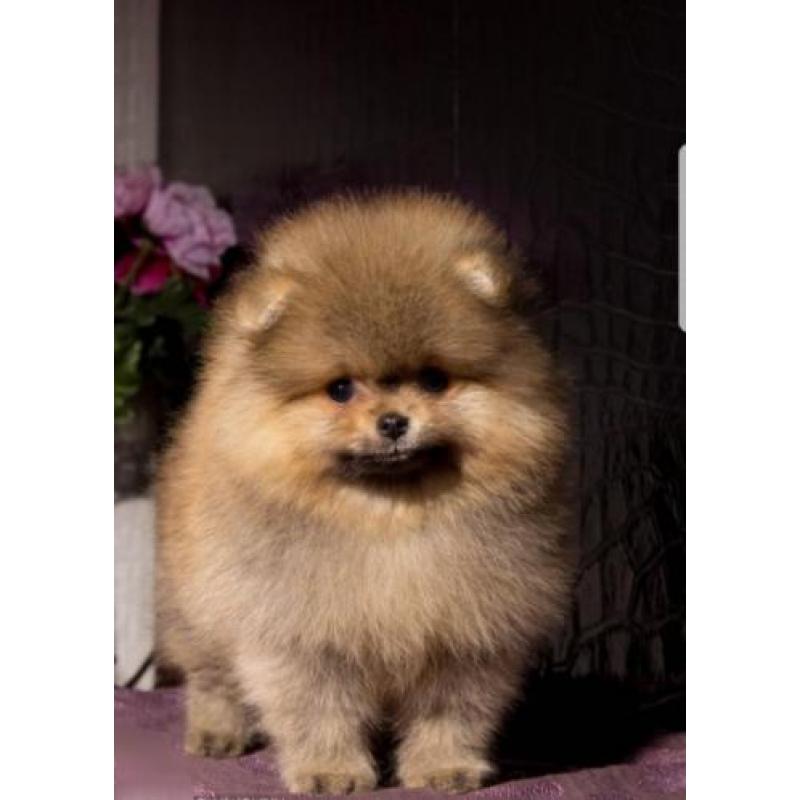 Prachtig Teefje Pomeranian/Pomeriaan/Dwergkeesje FCI