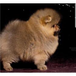 Prachtig Teefje Pomeranian/Pomeriaan/Dwergkeesje FCI