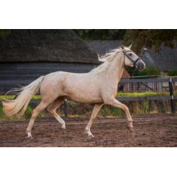 Prachtige 4 jarige palomino merrie te koop