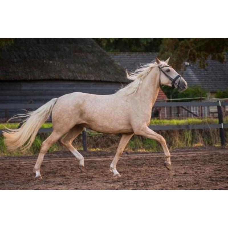 Prachtige 4 jarige palomino merrie te koop