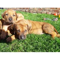 Rhodesian Ridgeback pups