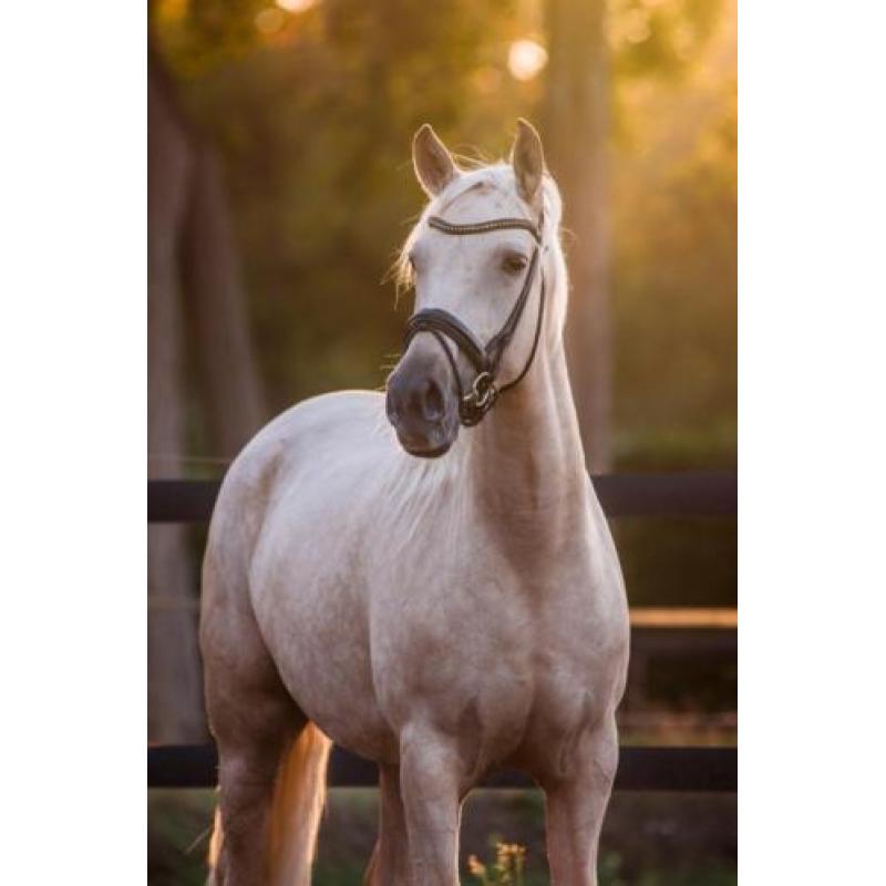 Prachtige 4 jarige palomino merrie te koop