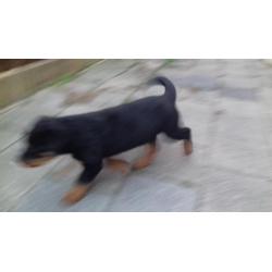 Rottweiler Pup Reu aangeboden. Ontwormt, ingeënt en gechipt