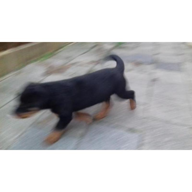 Rottweiler Pup Reu aangeboden. Ontwormt, ingeënt en gechipt